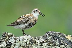 Rock Sandpiper